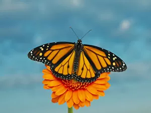 Monarch Butterfly (Danaus plexippus) Gallery: Monarch Butterfly on an orange flower