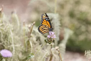 Bokeh Gallery: Monarch butterfly perched on thistle