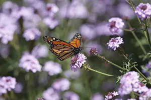 Monarch Butterfly (Danaus plexippus) Gallery: Monarch Butterfly and Verbena Rigida