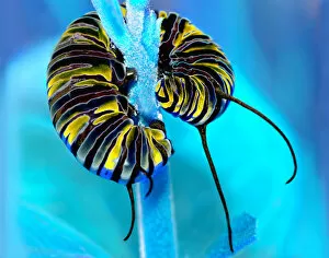 Monarch Butterfly (Danaus plexippus) Gallery: Monarch Caterpillar
