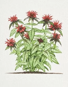 Plant Stem Gallery: Monarda didyma, Bergamot plant