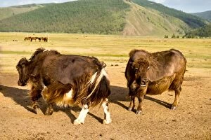 Images Dated 9th July 2015: Mongolia Yak at Orkhon Valley in centreal Mongolia