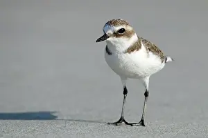 Arabic Prints: Mongolian plover, Oman, Asia