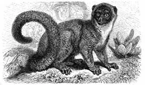 Images Dated 23rd January 2016: Mongoose lemur (Eulemur mongoz)
