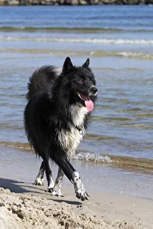 Images Dated 22nd August 2011: Mongrel, male dog -Canis lupus familiaris-, on a beach