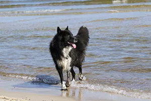 Images Dated 22nd August 2011: Mongrel, male dog -Canis lupus familiaris-, on a beach