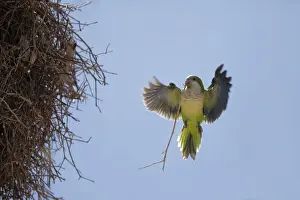 Tropical Bird Prints: Monk Parakeet (Myiopsitta monachus)