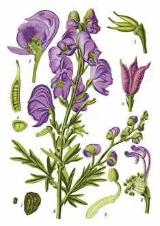 Medicinal and Herbal Plant Illustrations Collection: monk s-hood, aconite, wolfsbane