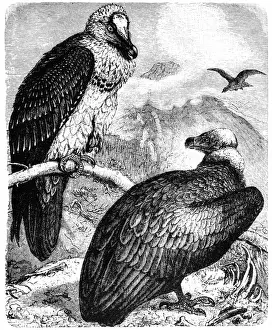 Vulture Prints: Monk Vulture (Aegypius monachus) and Bearded Vulture (Gypaetus barbatus)