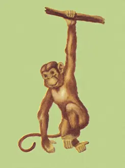 Monkey