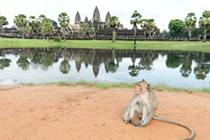 Images Dated 6th November 2016: A Monkey at Angkor Wat, Cambodia