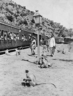 Lamppost Gallery: Monkey Commuters