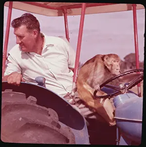 Monkey Driving Tractor