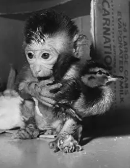 Monkey Duck