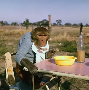 Monkey Eating Lunch
