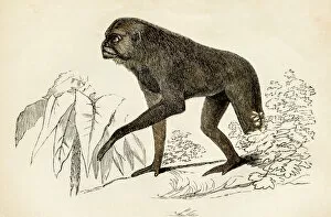 Images Dated 25th April 2017: Monkey engraving 1851