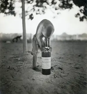 French Text Prints: Monkey Inspecting Wine Bottle