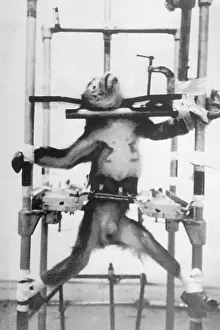 Abuse Prints: Monkey with Limbs Strapped