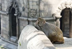 Images Dated 1st April 2014: Monkey praying, Pashupatinath Temple, Kathmandu, Nepal