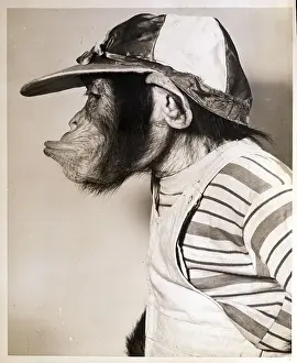 Lips Prints: Monkey Pursing Lips and Wearing Jockey Hat