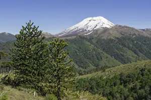 Monkey Puzzle Tree -Araucaria araucana- and Lonquimay volcano, Lonquimay, Region de la Araucania, Chile