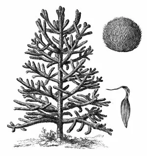 Herbal Medicine Gallery: Monkey puzzle tree (araucaria imbricata)