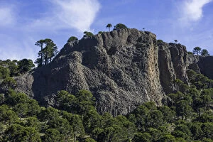 Images Dated 11th November 2012: Monkey puzzle trees -Araucaria araucana- and basalt rocks, Neuquen Province, Argentina