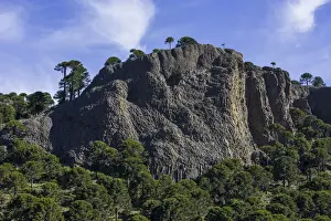 Basalt Prints: Monkey puzzle trees -Araucaria araucana- and basalt rocks, Neuquen Province, Argentina