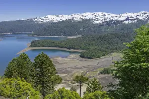 Araucania Region Prints: Monkey puzzle trees -Araucaria araucana- and Conguillio Lake