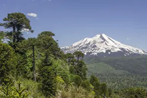 Stratovolcano Prints: Monkey puzzle treess -Araucaria araucana- and Llaima volcano
