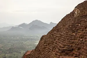 Matale District Prints: Monkey resting in one temples of Sigiriya