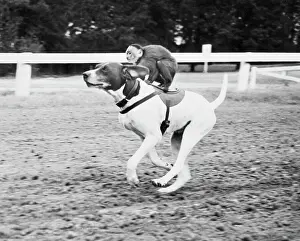 Riding Prints: Monkey Riding Dog