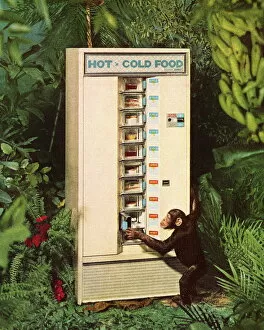 Unhealthy Eating Gallery: Monkey at a Vending Machine in the Jungle