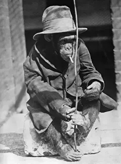 Smoking Issues Prints: Monkey wearing jacket smoking cigarette