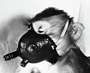 Monkey Wearing Oxygen Mask