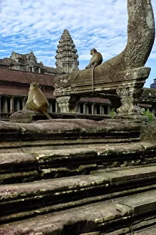 Images Dated 28th July 2016: Monkeys at Angkor Wat