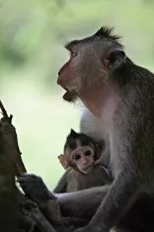 Angkor, South-East Asia Gallery: Monkeys cub