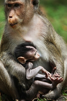 Angkor, South-East Asia Gallery: Monkeys cubs