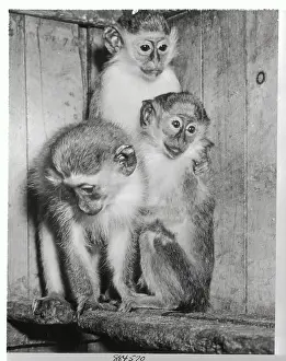 Rochester Prints: Monkeys Huddling Together