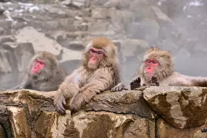 Images Dated 12th January 2016: Monkeys at Wild Snow Monkey Park, Nagano Prefecture, Japan