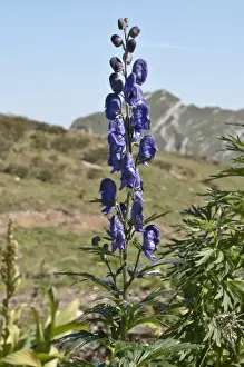 Monkshood -Aconitum napellus-, region of the Kanisfluh massif, Mellau, Austria, Europe