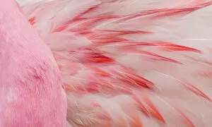 Modern Bird Feather Designs Gallery: Monochromatic Color