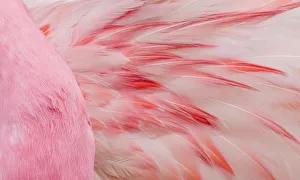 Feathers Collection: Monochromatic Color