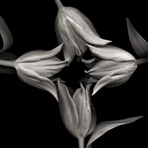 Magda Indigo Collection: Monochromatic tulips
