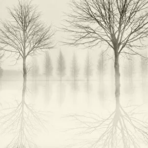 Monochrome image of winter trees reflected in flooded fields