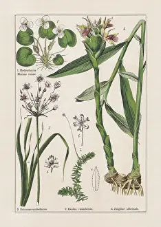 Monocotyledons, alismatales, chromolithograph, published in 1895