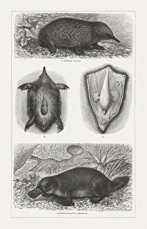 Images Dated 27th August 2018: Monotremes: echidna and Platypus, wood engravings, published in 1897