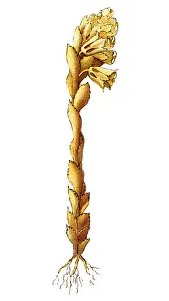 Monotropa hypopitys -- called Dutchmans pipe, false beech-drops, pinesap, or yellow