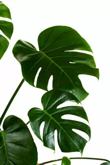Images Dated 28th September 2018: Monstera deliciosa palm house plant isolated on white