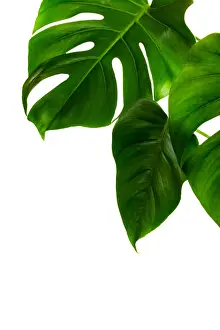 Monstera deliciosa palm house plant isolated on white